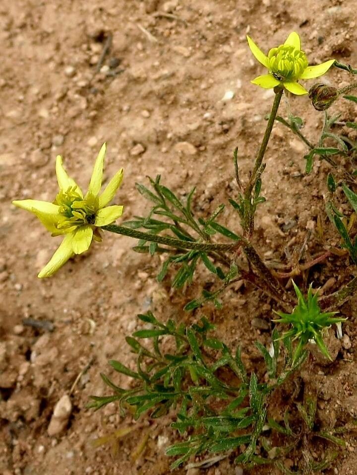 Ceratocephala falcata — houseplant care guide