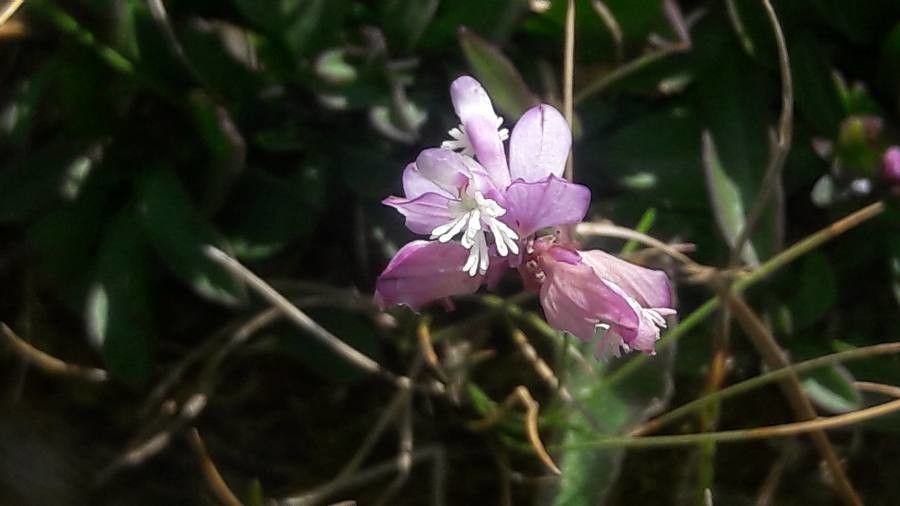 Polygala rupestris flower