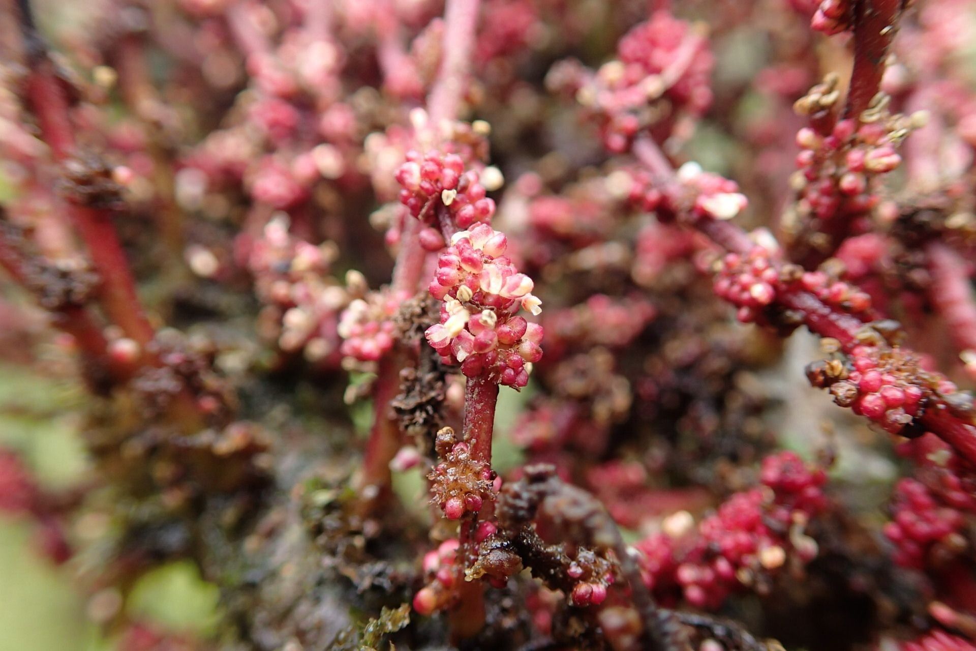 Bocquillonia phenacostigma — houseplant care guide