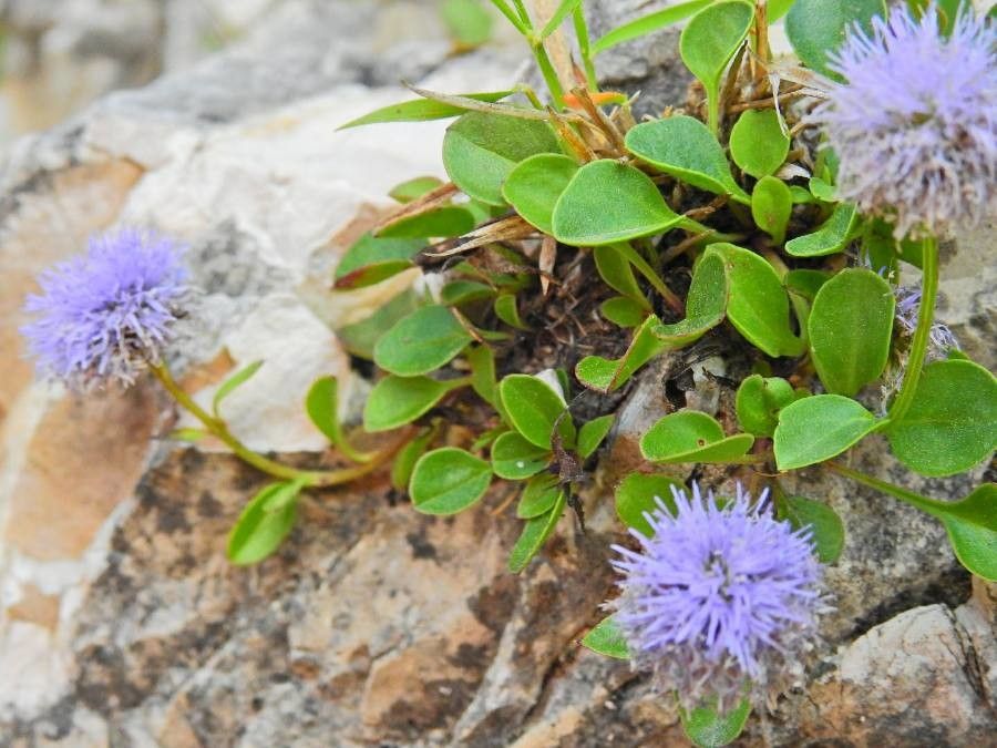 Globularia incanescens leaf