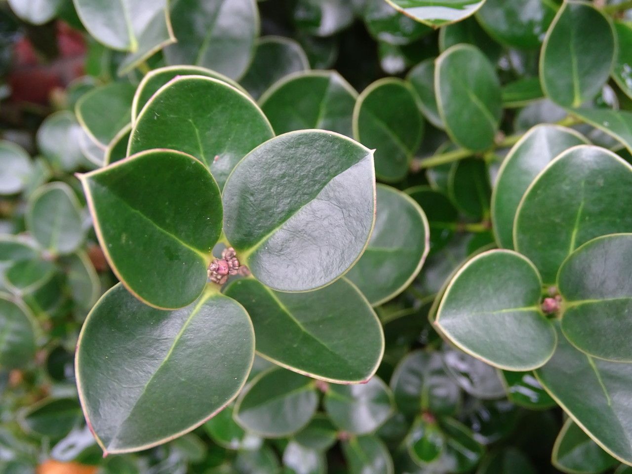 Ilex perado — search result for 'Morocco'