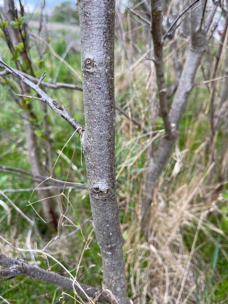 Prunus subcordata bark