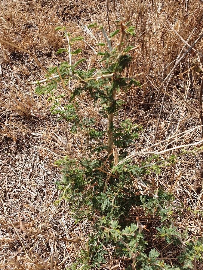 Faidherbia albida leaf