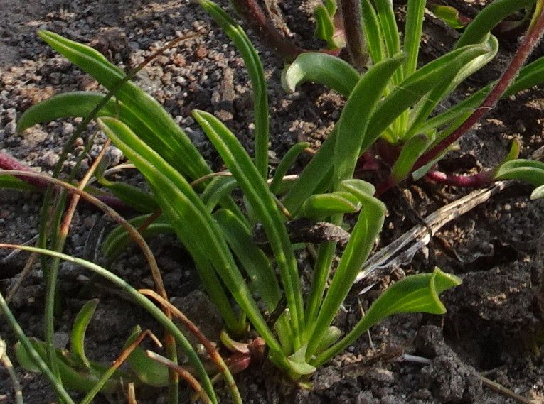 Oreostemma alpigenum — houseplant care guide