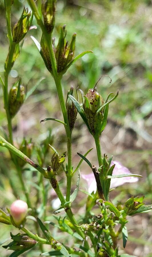 Agalinis communis fruit