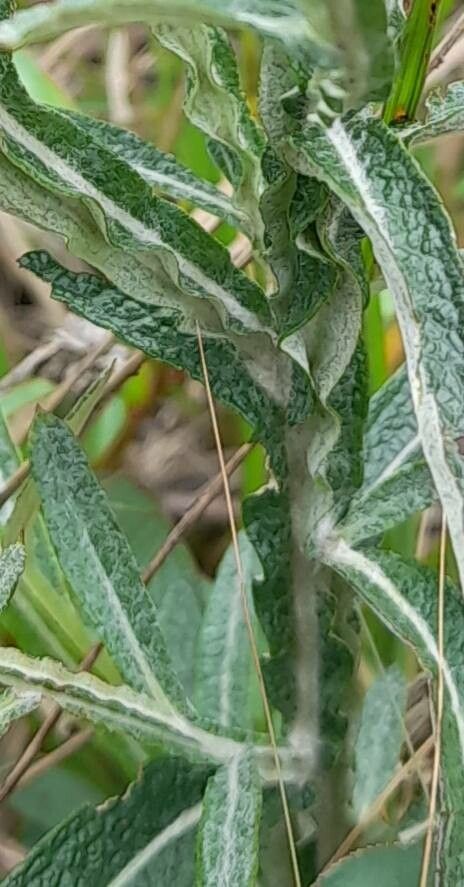 Pterocaulon angustifolium bark
