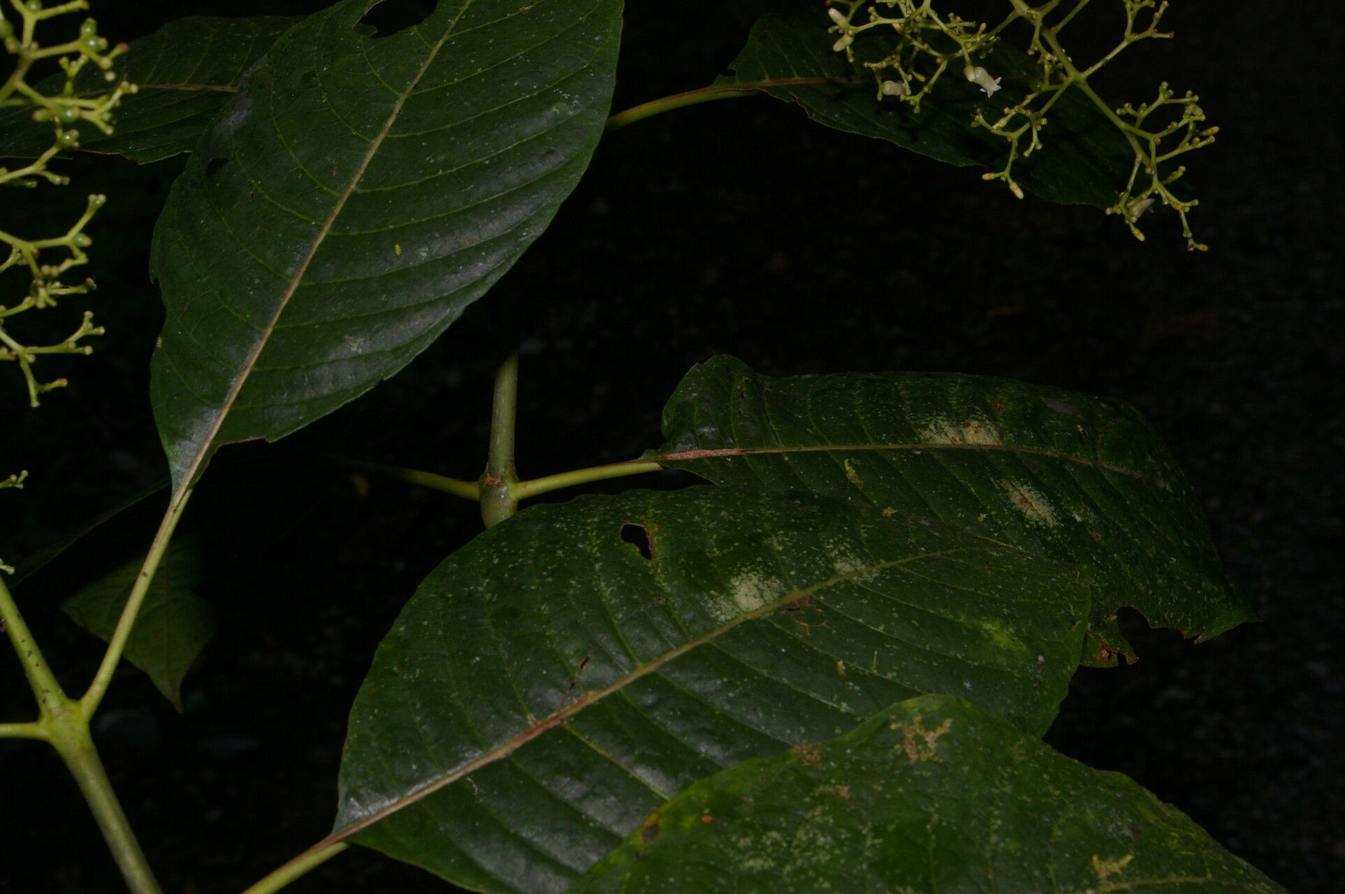 Palicourea angustiflora — houseplant care guide