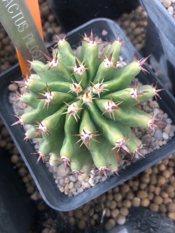 Ferocactus pilosus leaf