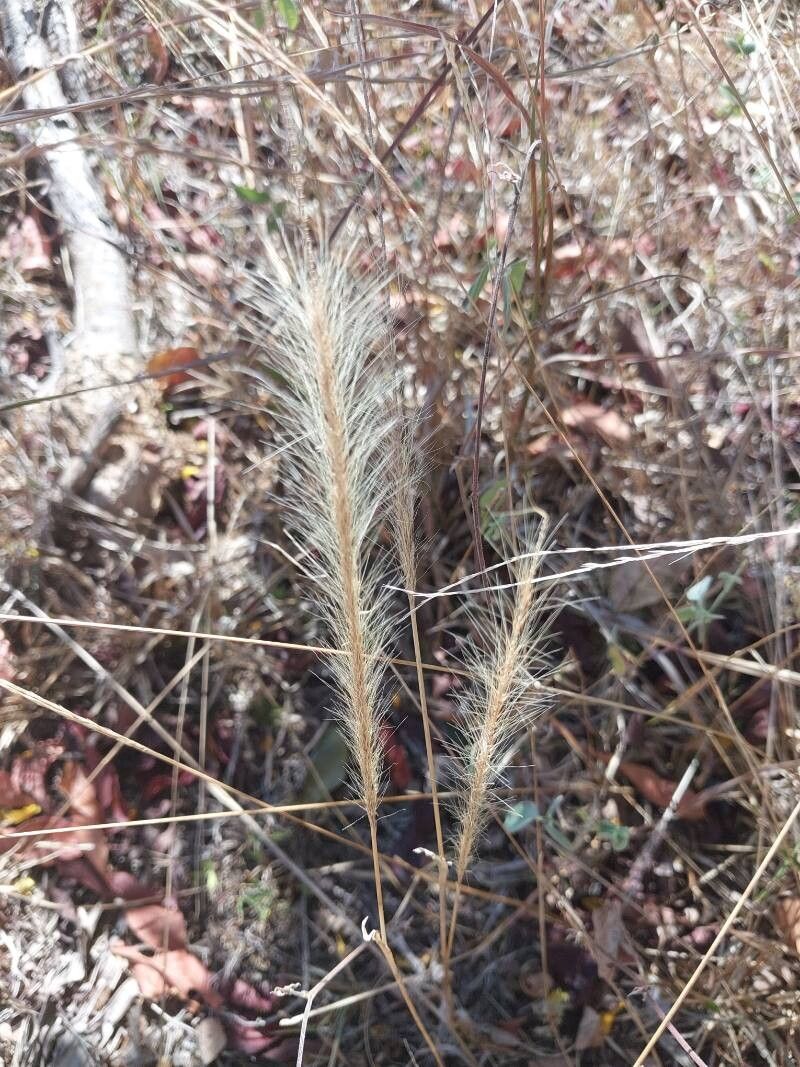 Aristida spiciformis flower