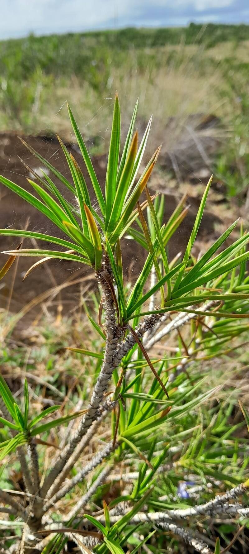 Xerophyta pinifolia — houseplant care guide