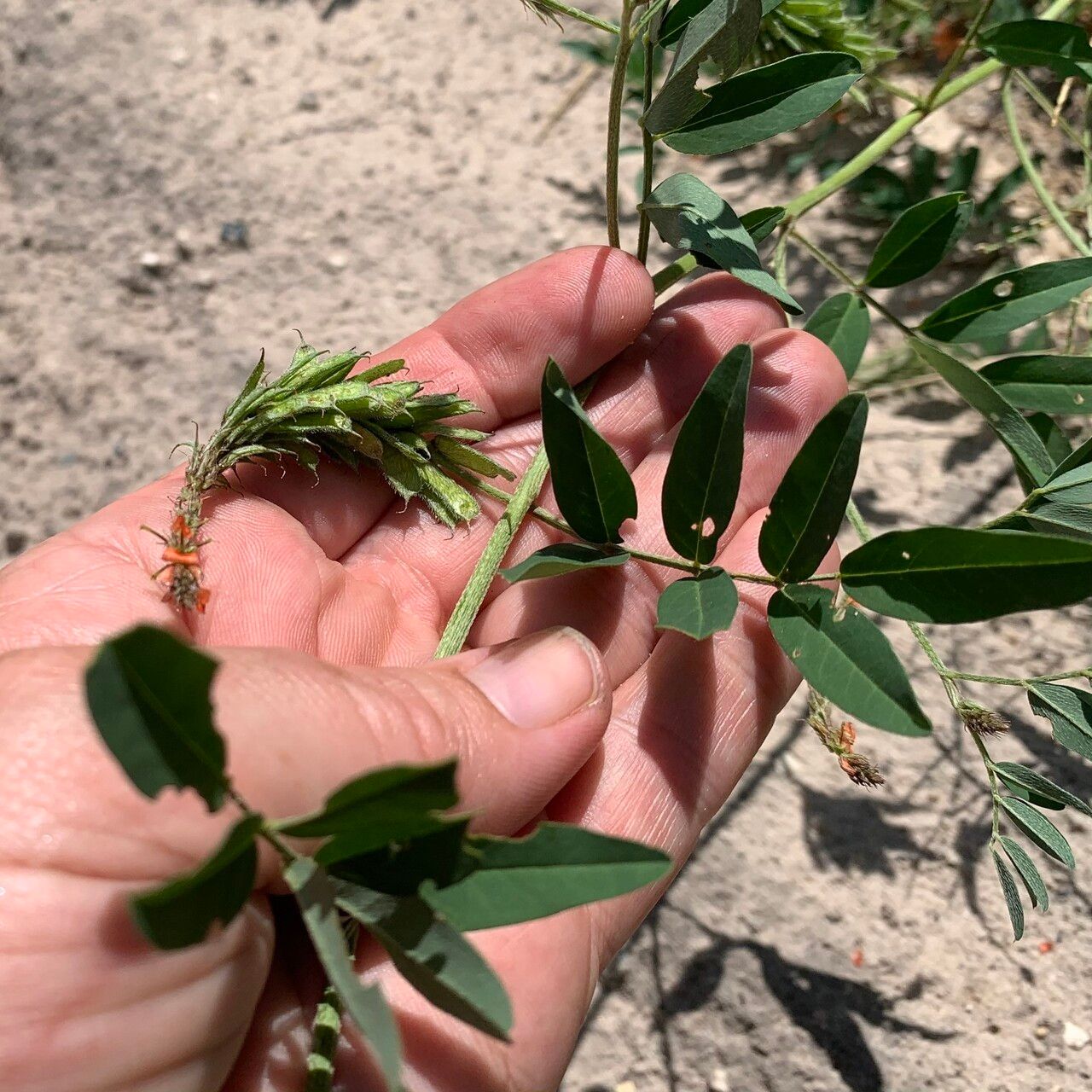 Indigofera hochstetteri leaf