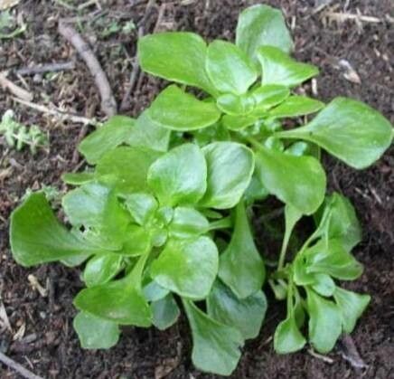 Aichryson bollei — related species from the same genus