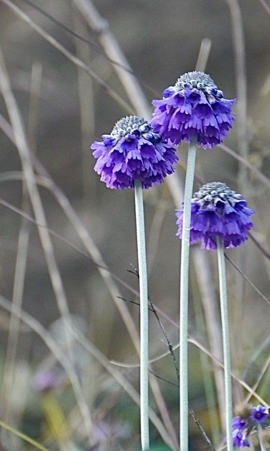 Primula glomerata other
