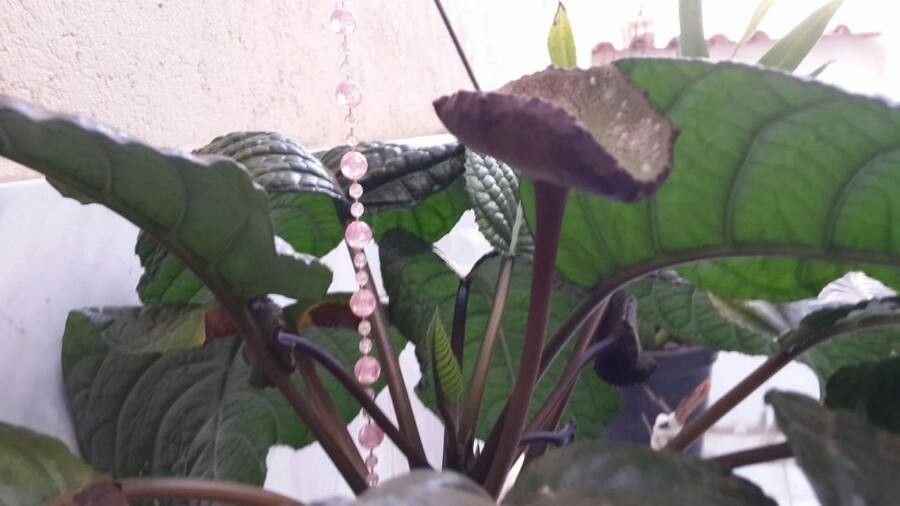 Dorstenia elata flower