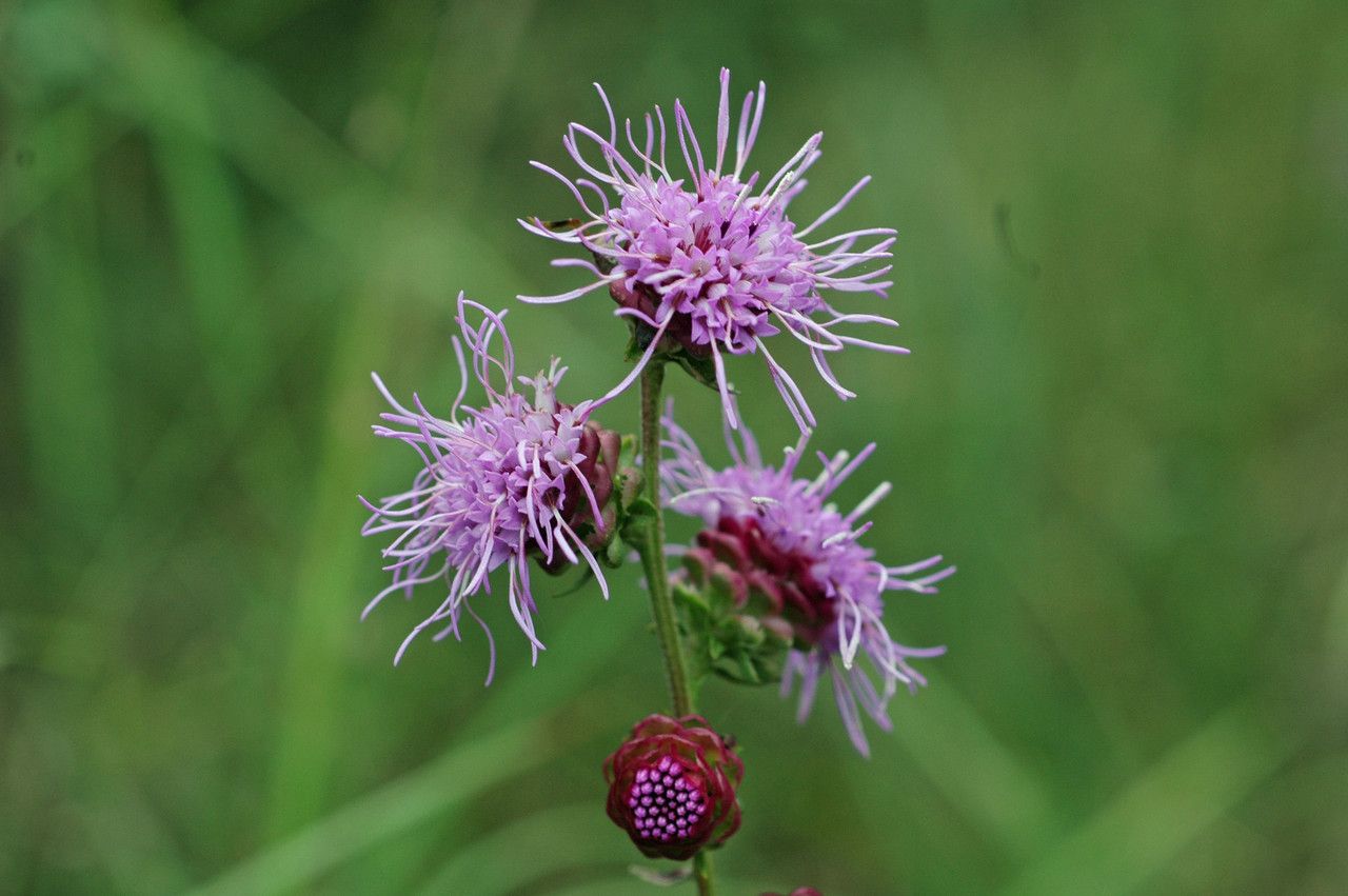 Liatris squarrulosa flower