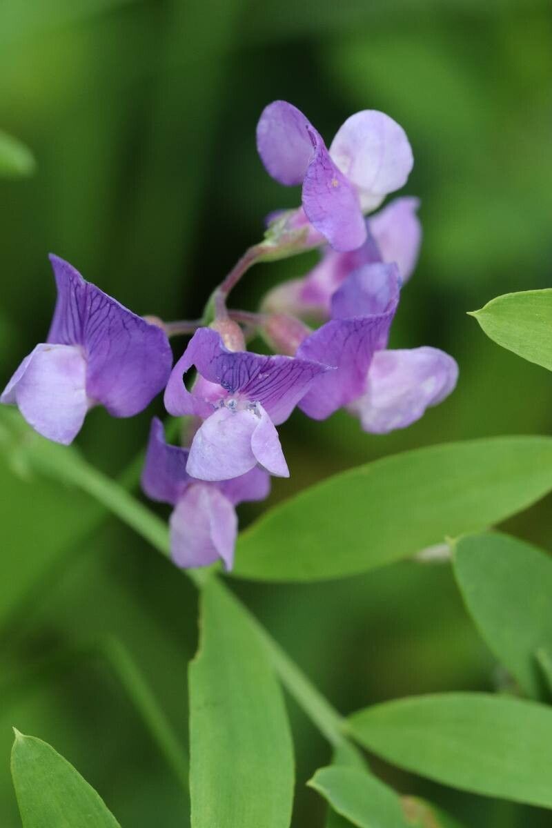 Lathyrus quinquenervius — search result for 'Lathyrus'