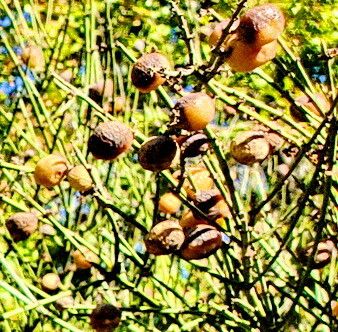 Retanilla ephedra — search result for 'Ephedra'