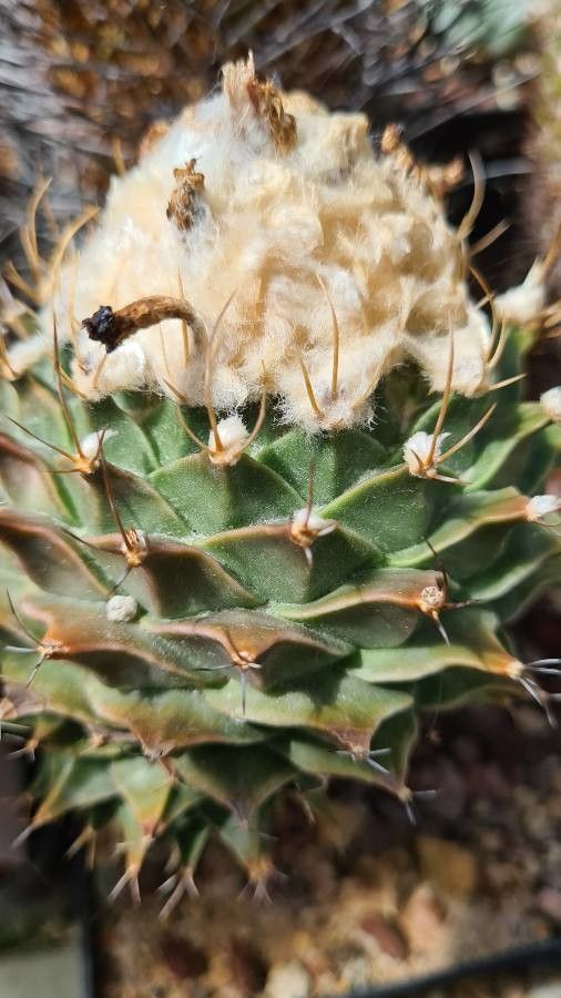 Obregonia denegrii leaf