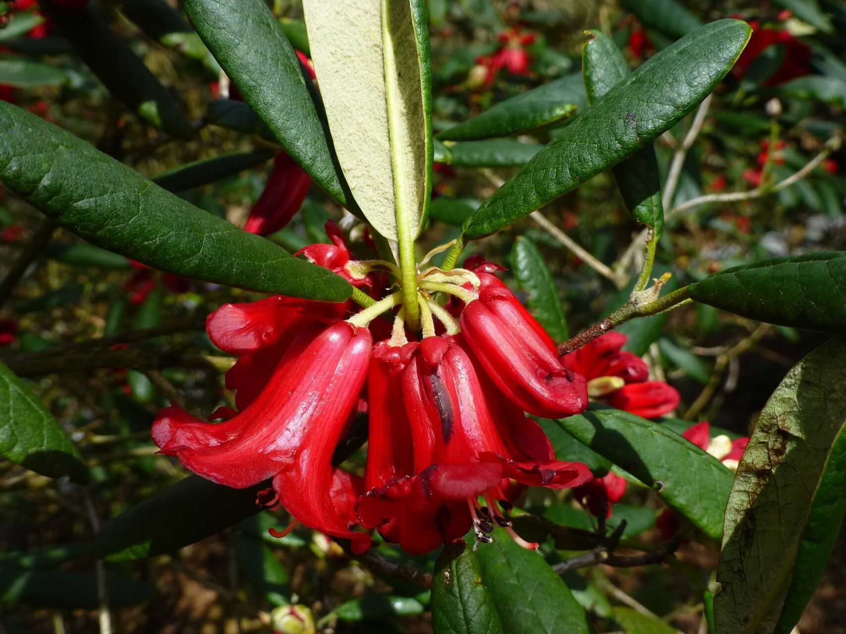 Rhododendron sperabile — houseplant care guide
