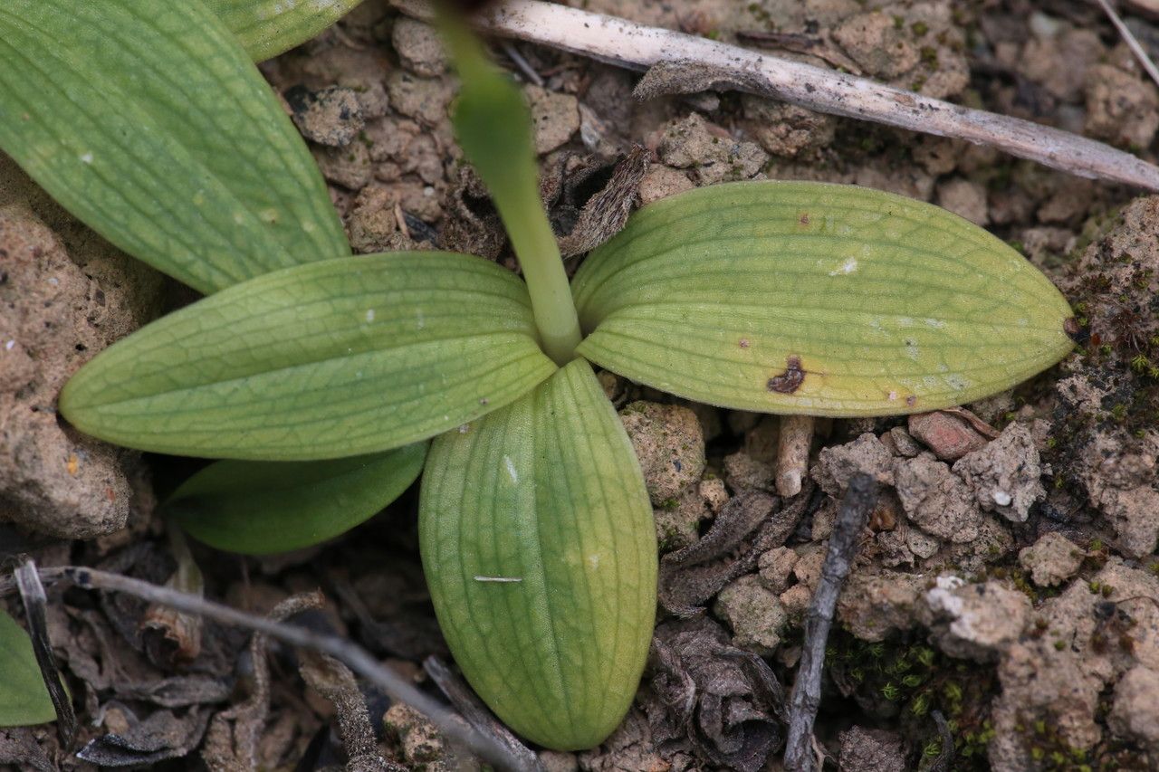 Ophrys peraiolae — search result for 'Ophrys'
