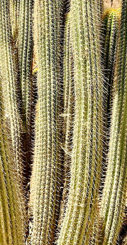 Soehrensia spachiana — houseplant care guide