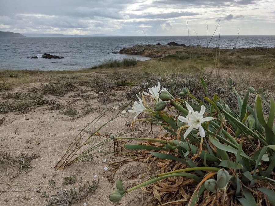 Pancratium maritimum flower