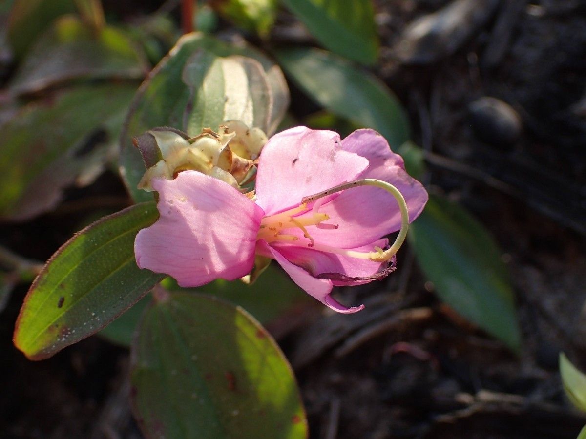 Melastomastrum capitatum flower