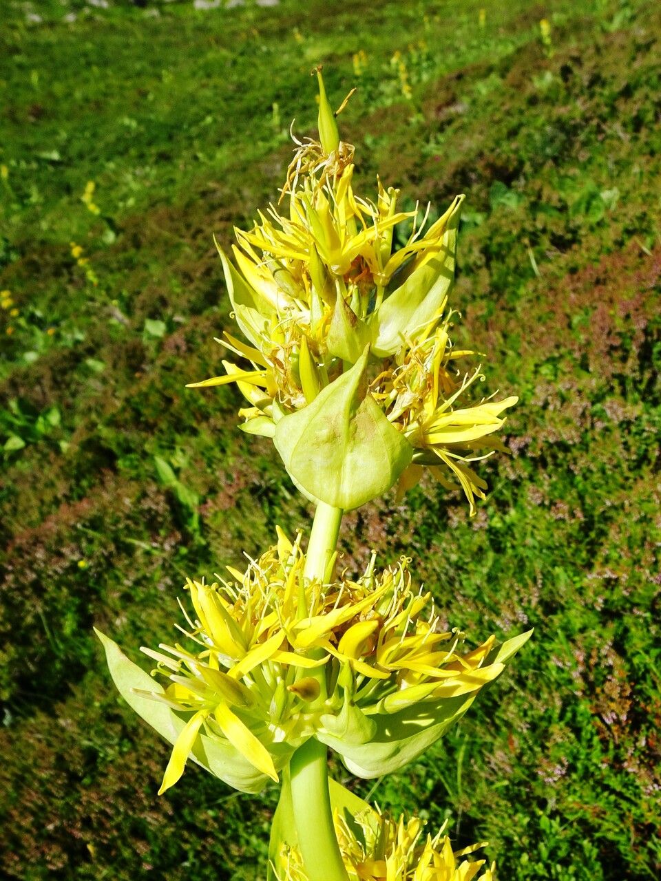 Gentiana lutea flower