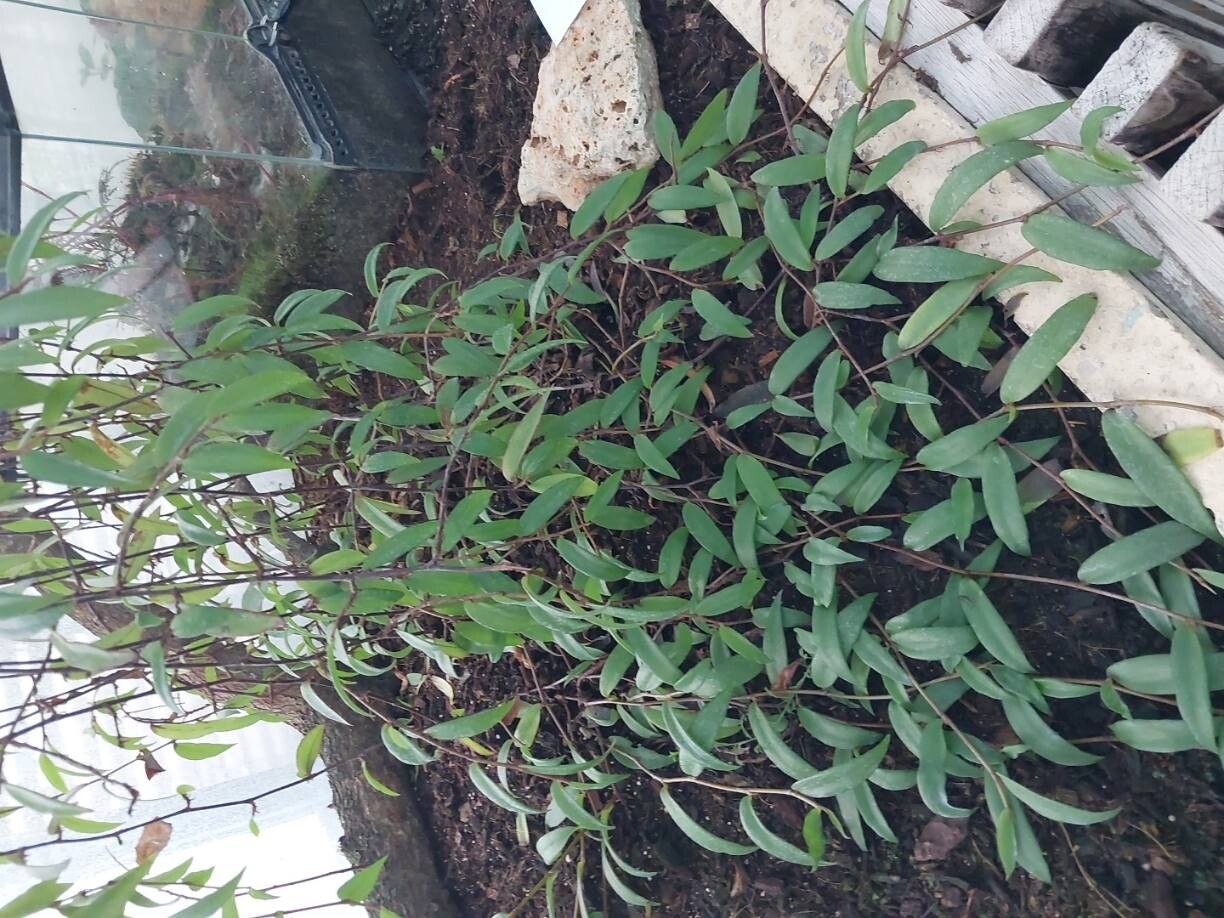 Begonia capillipes other