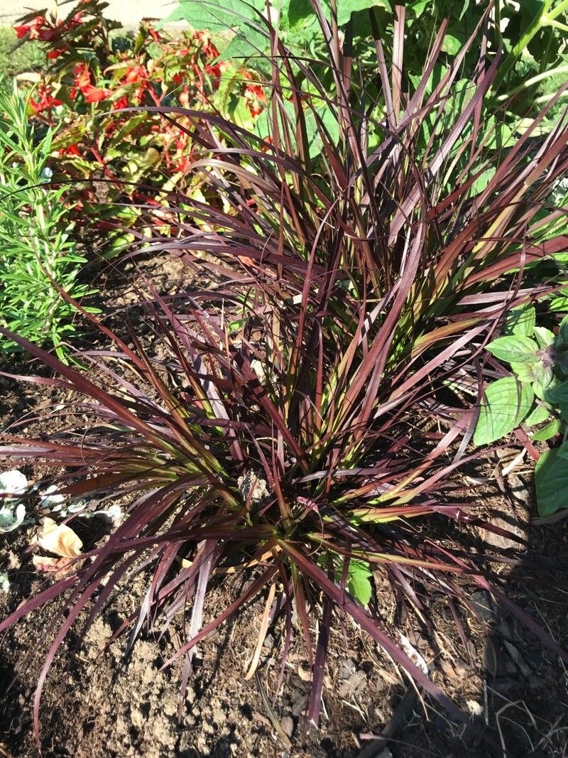 Pennisetum advena leaf