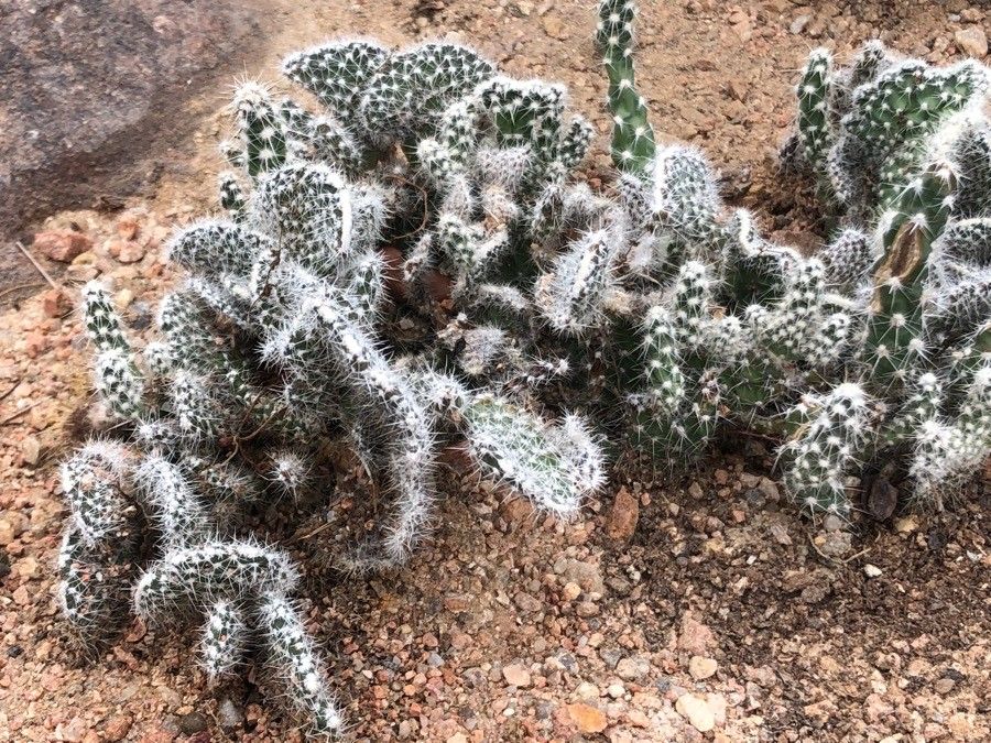 Grusonia clavata — related species from the same genus