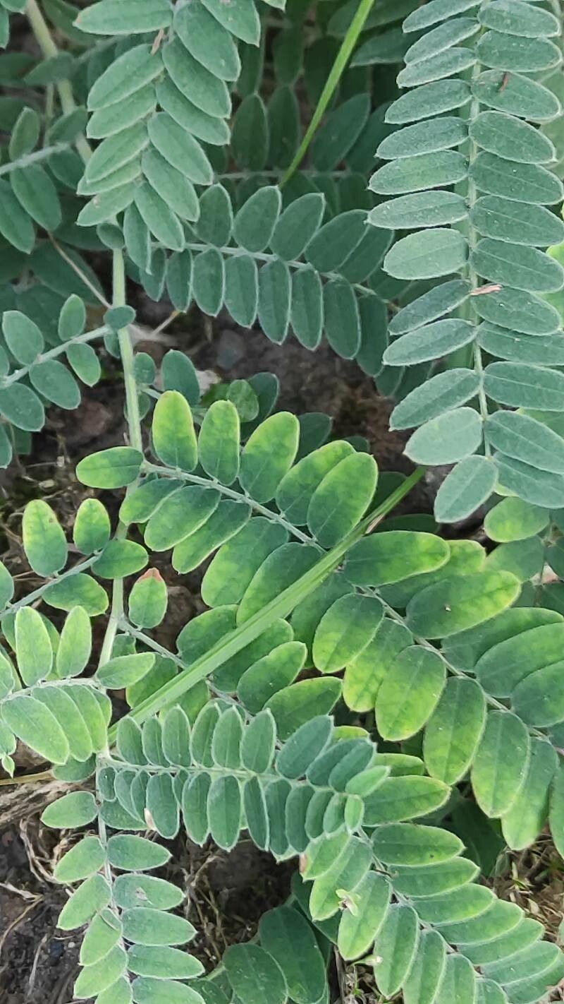 Amorpha canescens leaf
