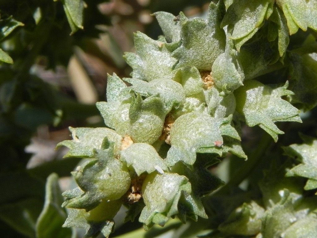 Atriplex jubata — houseplant care guide