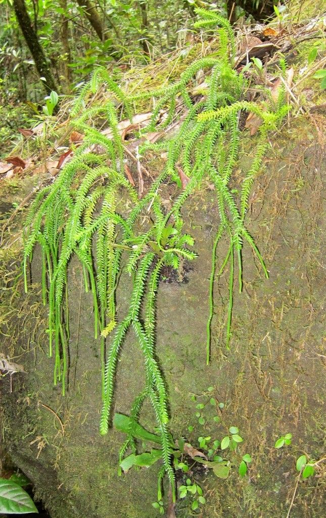 Phlegmariurus balansae habit