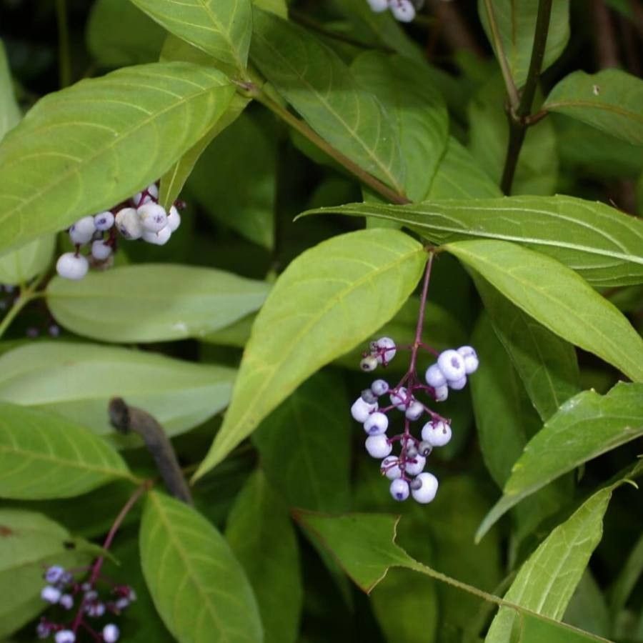 Psychotria deflexa flower