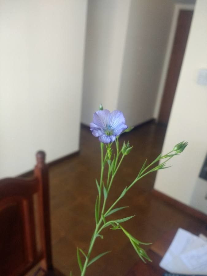Linum pratense flower