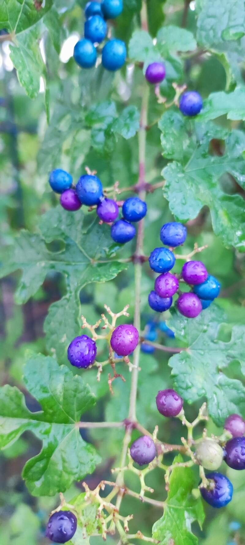 Ampelopsis delavayana fruit