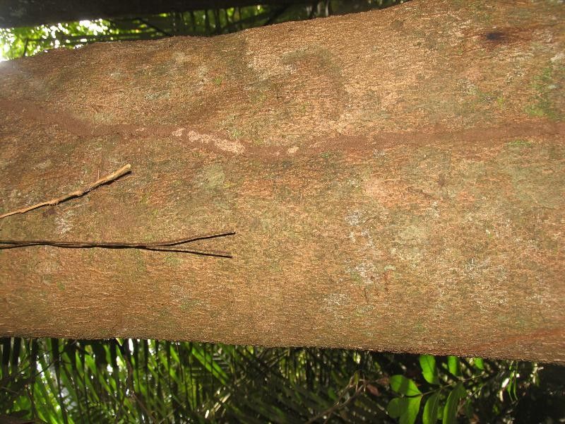 Ocotea puberula bark