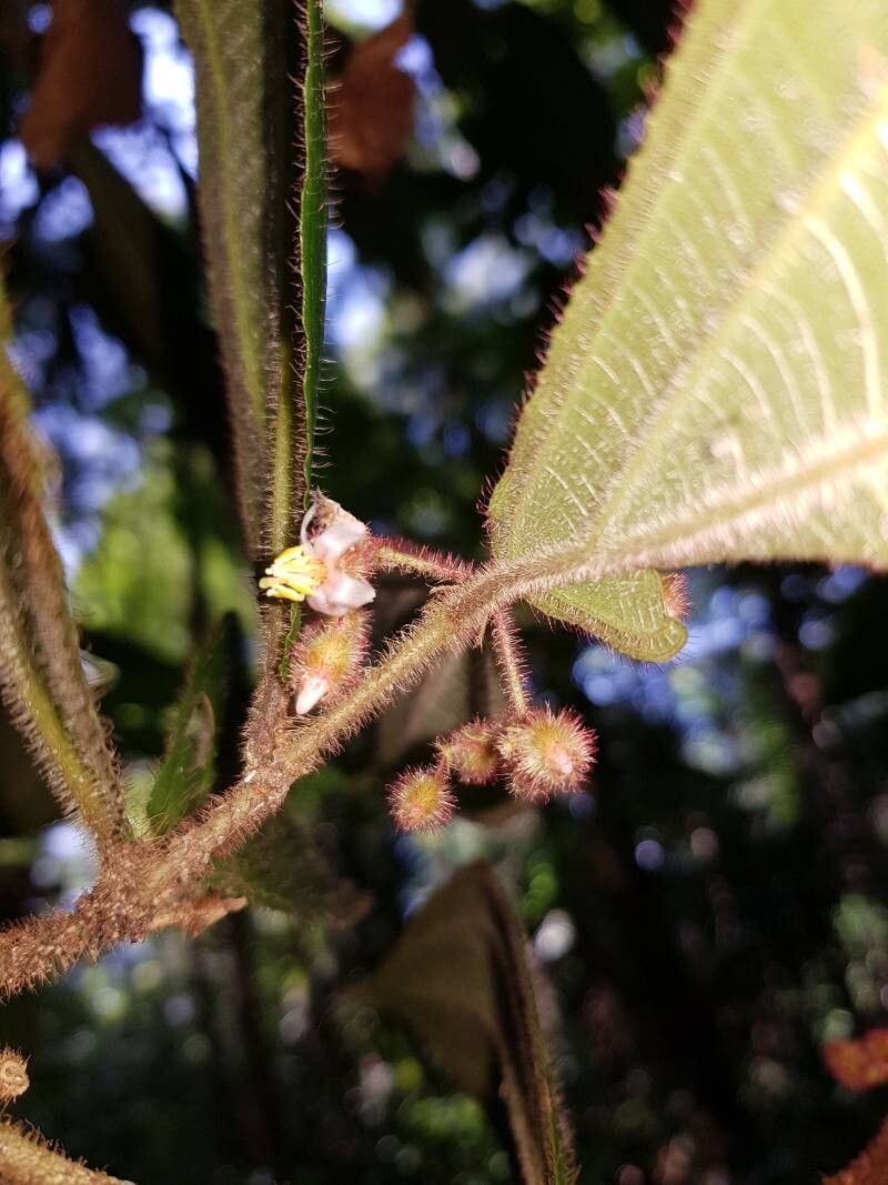 Miconia allenii flower