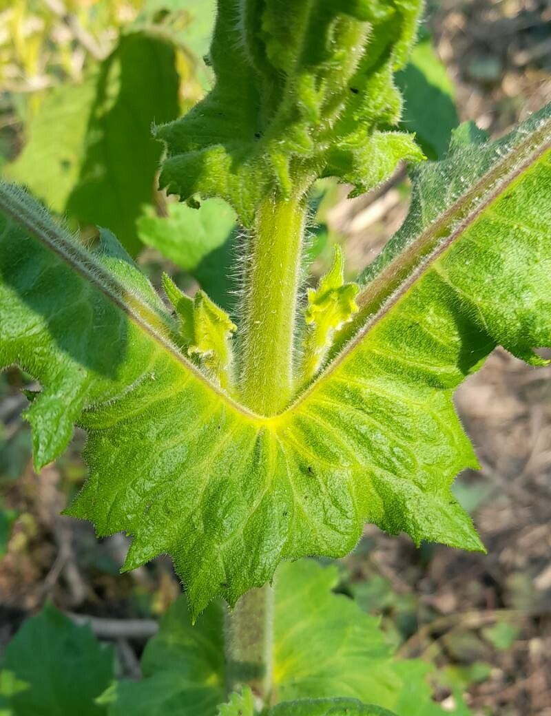 Smallanthus connatus leaf