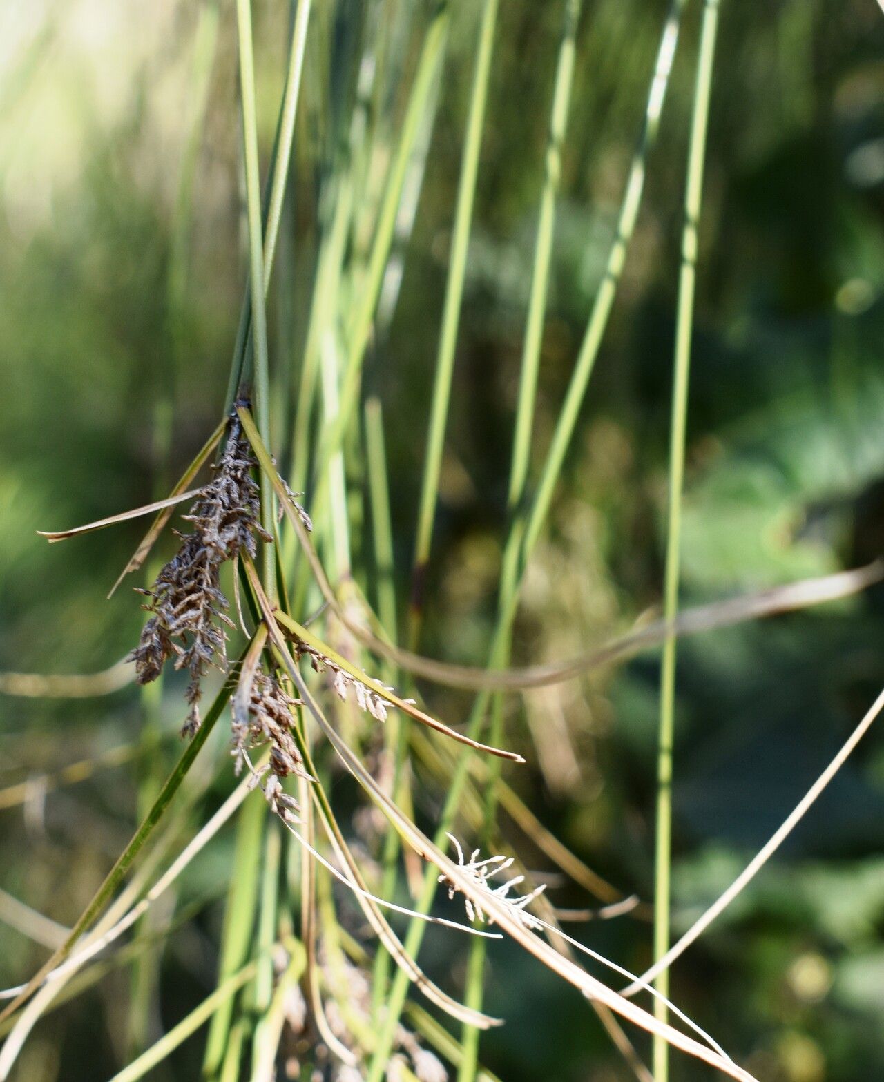 Cyperus giganteus fruit