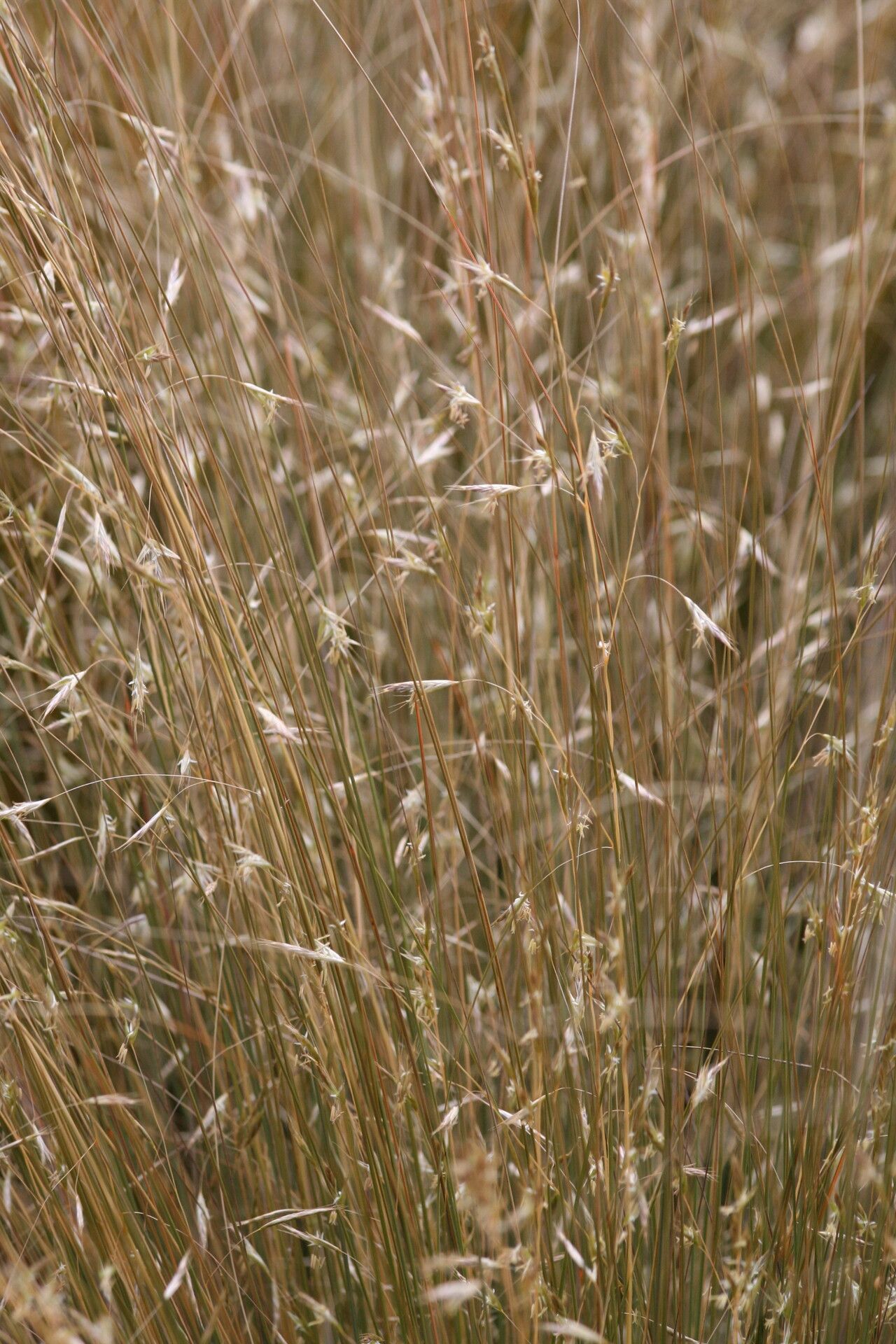 Chionochloa rubra flower