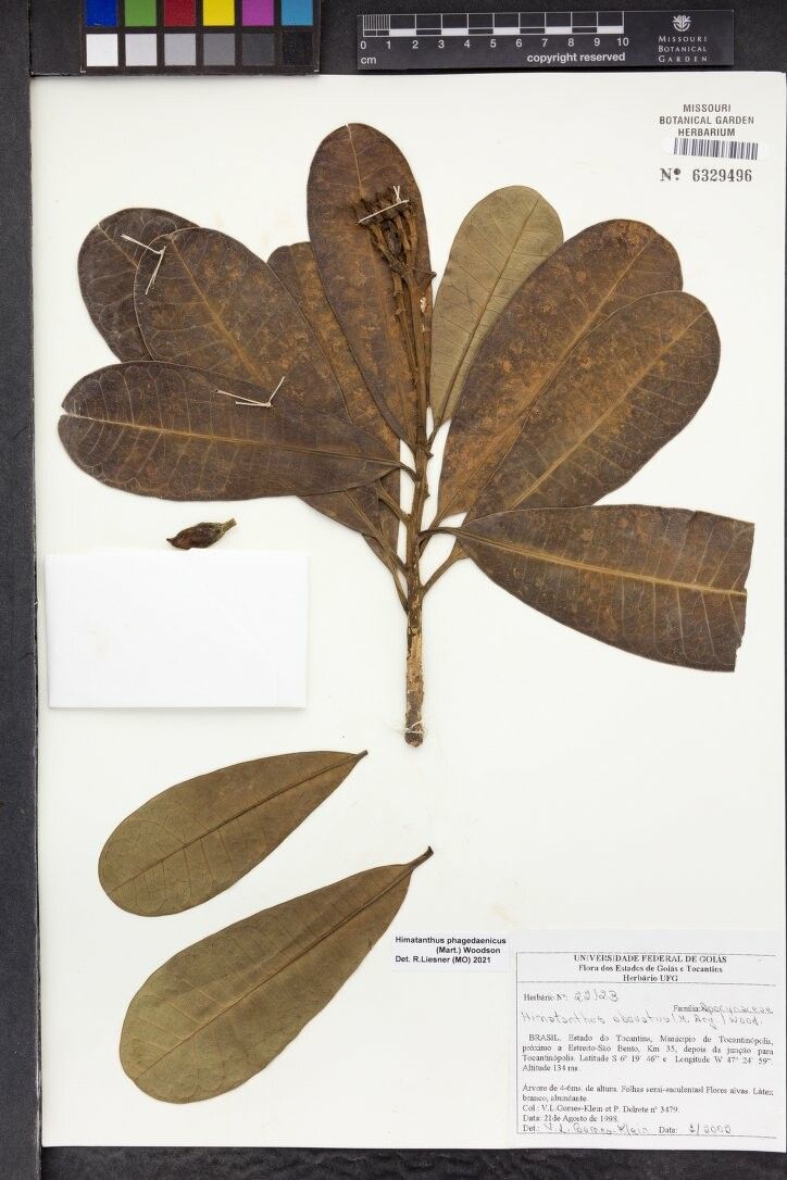 Himatanthus phagedaenicus other