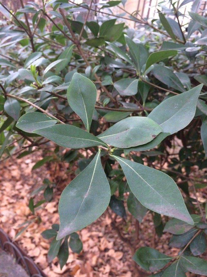 Pavetta gardeniifolia — search result for 'Gardenia'