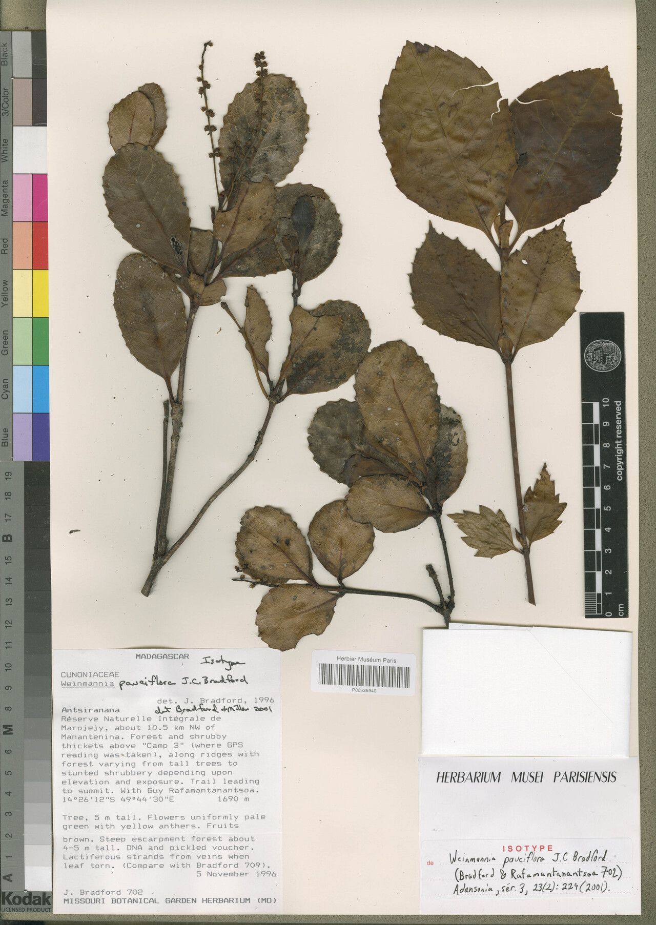 Pterophylla pauciflora — houseplant care guide