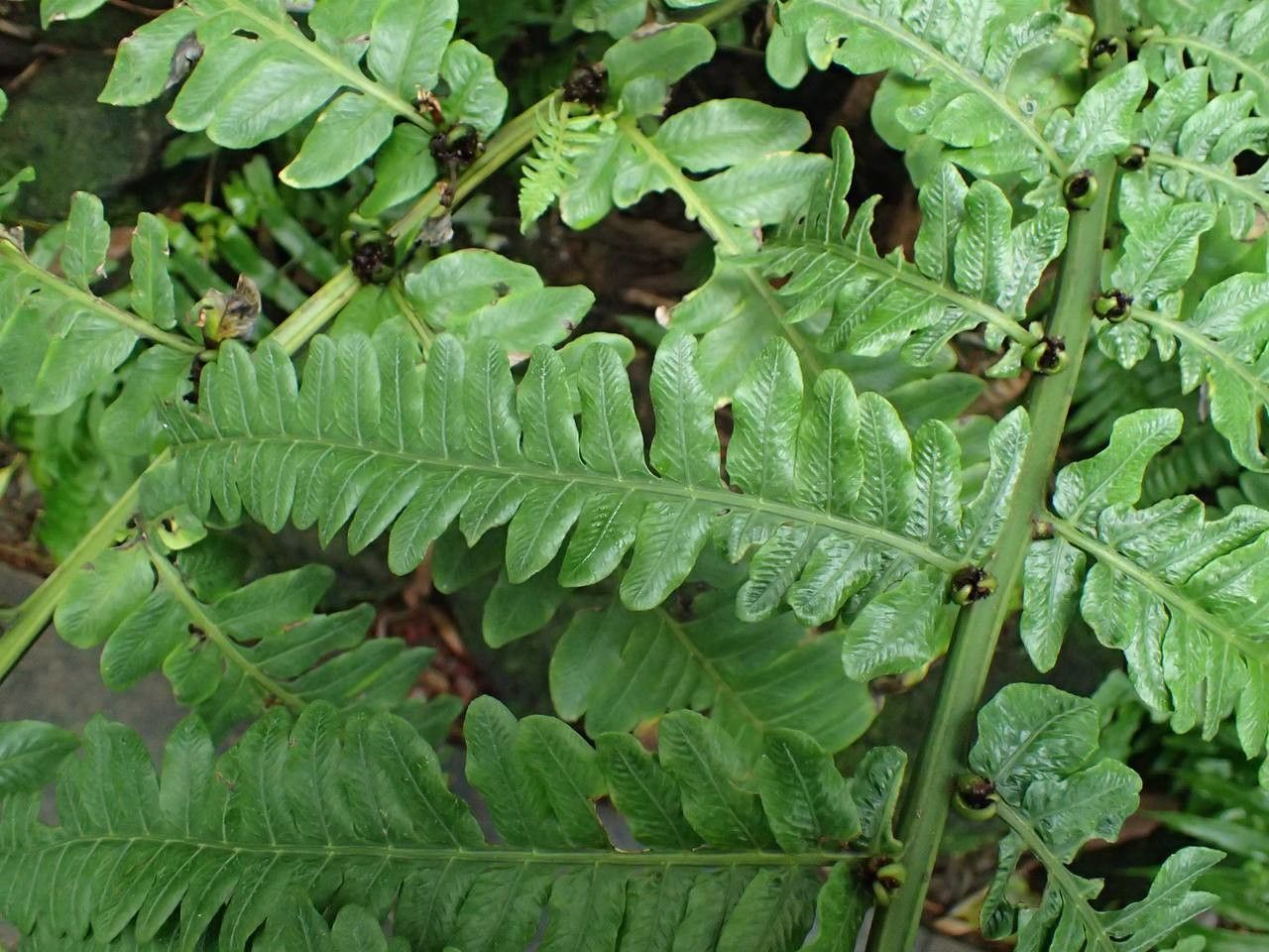 Diplazium proliferum — houseplant care guide