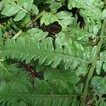 Diplazium proliferum