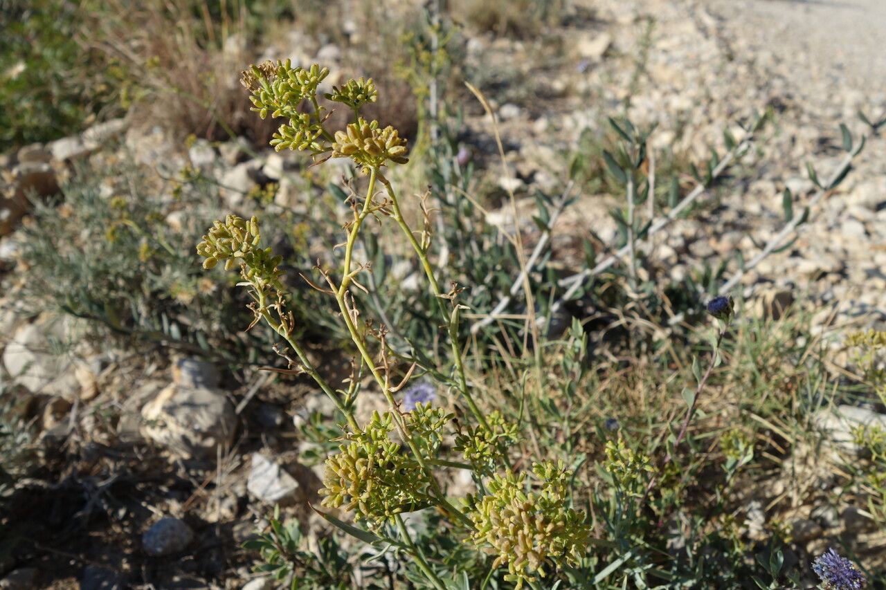 Bupleurum fruticescens fruit