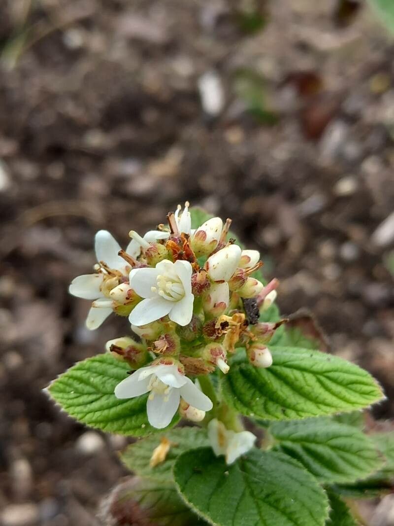 Jamesia americana flower