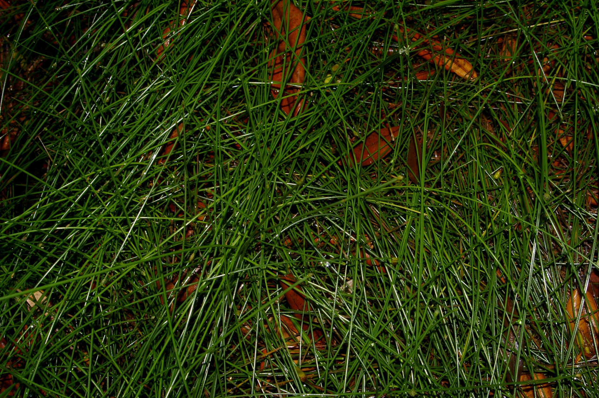 Eleocharis filiculmis — search result for 'Eleocharis'